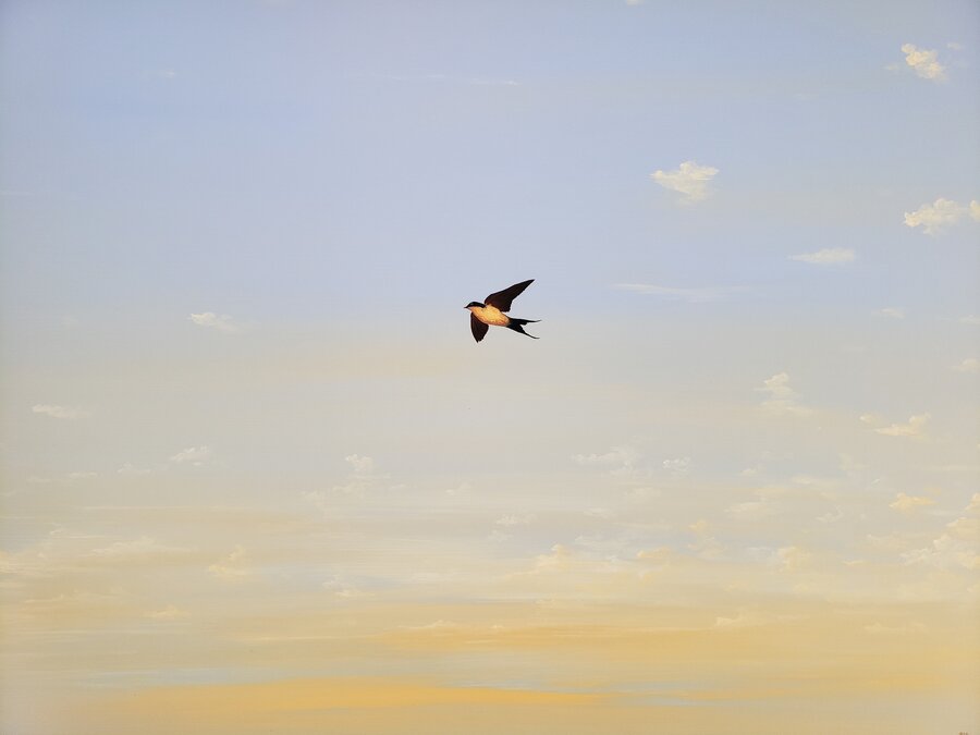 Swallow